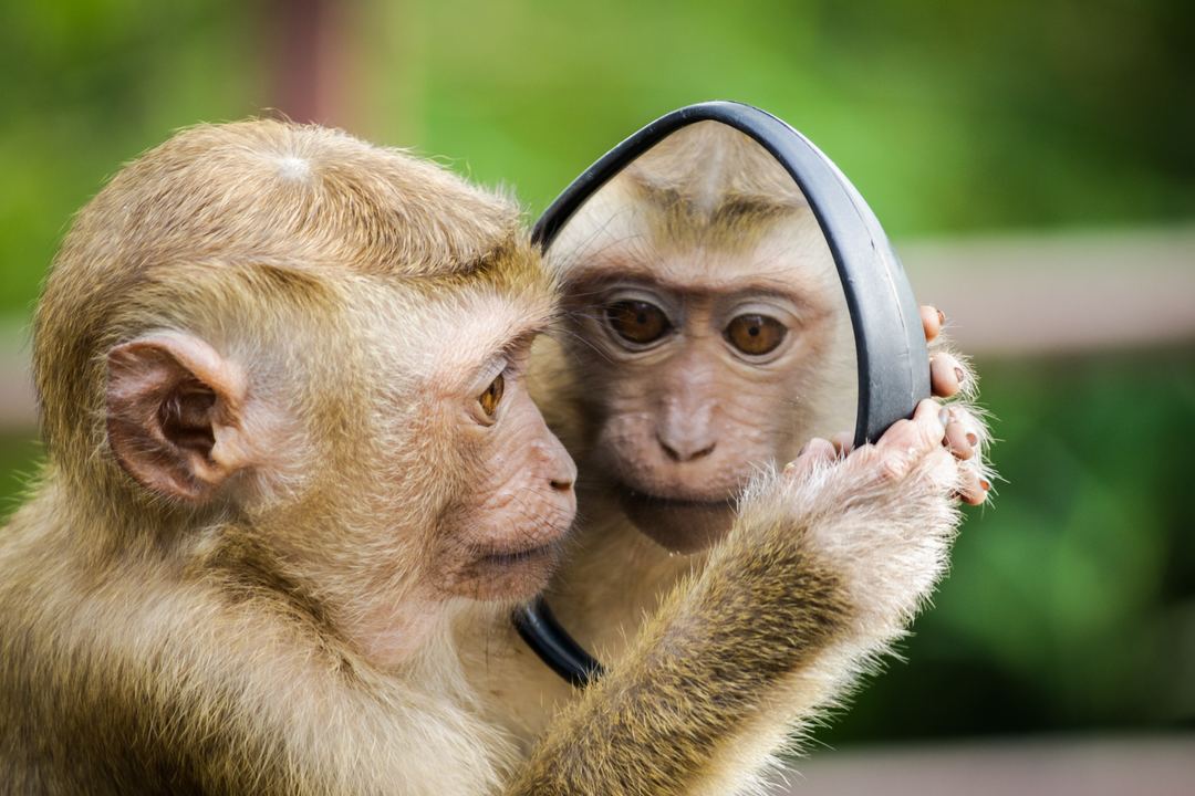 Image is of a lil monkey fella looking into a small round mirror. The monkey is looking at the camera via the reflection.